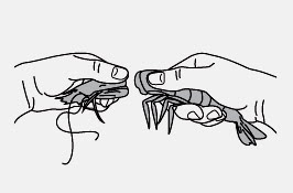 how to peel shrimp