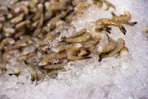 Biloxi Freezing Shrimp