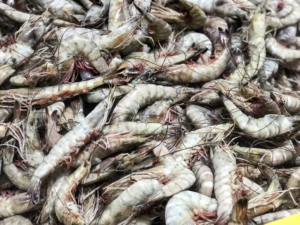 Both Sides of the coin: Wild American Shrimp versus Farmed, Imported Shrimp, what's the difference?