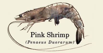 Pink Shrimp