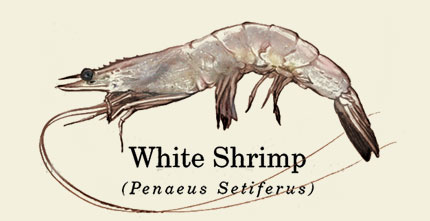White Shrimp