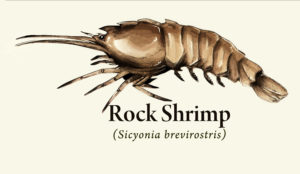 Brown Rock Shrimp illustration