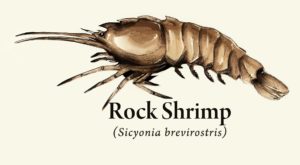 Brown Rock Shrimp illustration for form