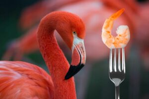 Flamingo Shrimp