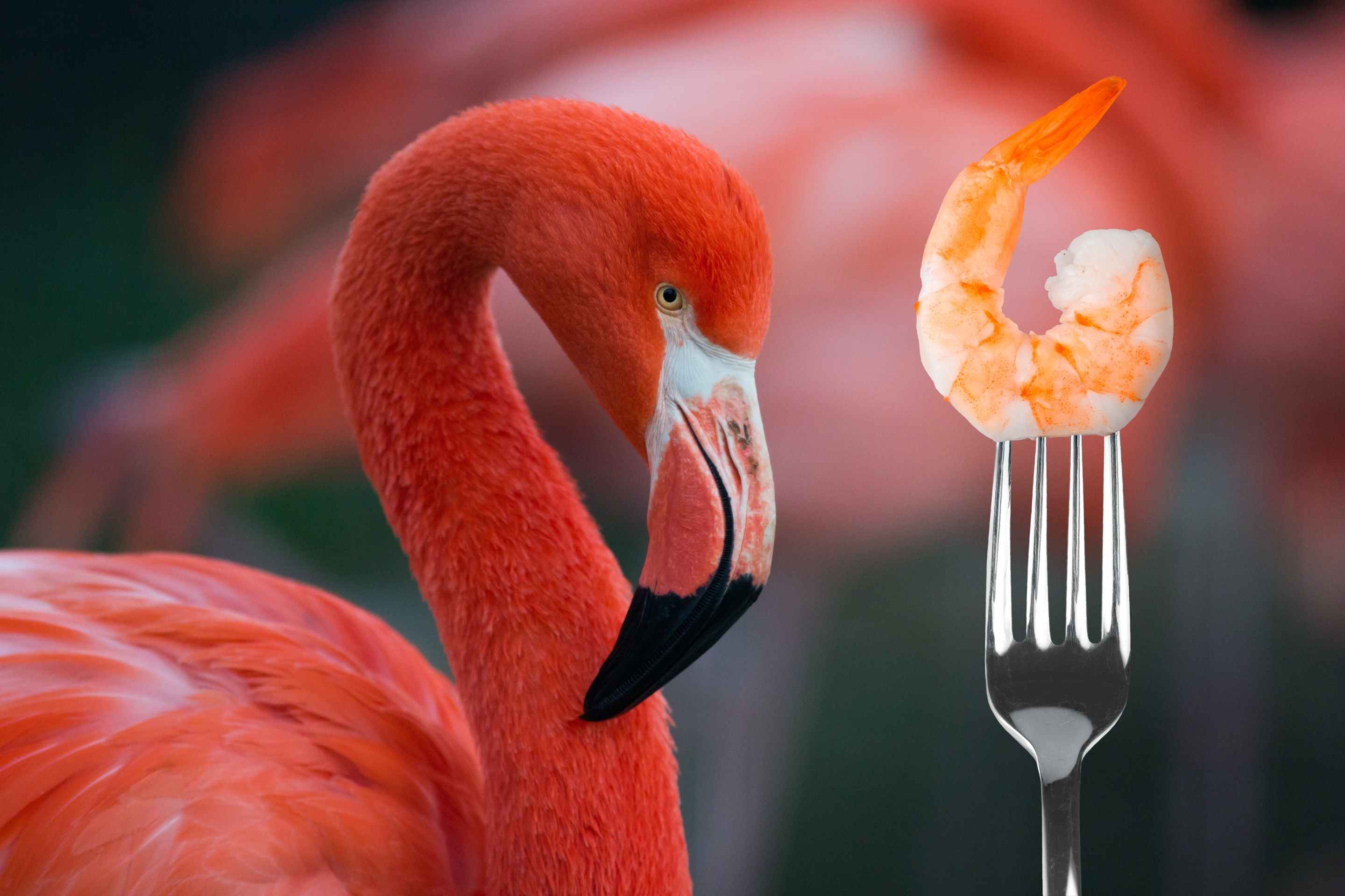 red flamingos