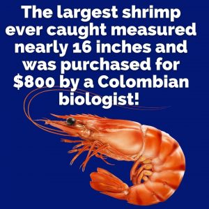 An infographic detailing the largest shrimp ever caught.