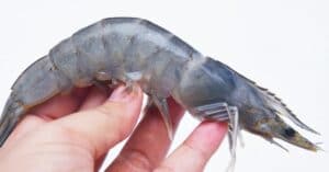 A hand holding a fresh shrimp.