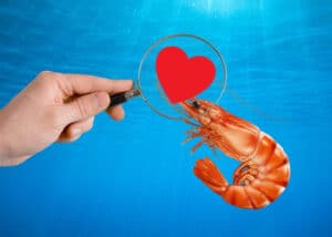 A hand holds up a magnifying glass to a shrimp's head: where their hearts are located.