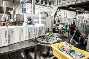 Fresh frozen shrimp being bagged at Ocean Select Seafood.