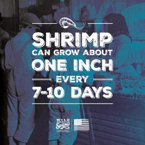 An infographic detailing how shrimp grow.