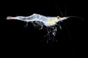 A ghost shrimp in the depths of the ocean.