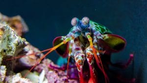 A mantis shrimp on the ocean floor.