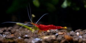 A red dwarf shrimp underwater.