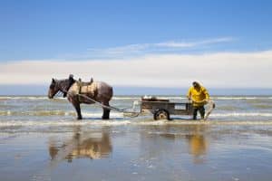 A horseback shrimper standing next to his horse and net on a shore in Belgium.